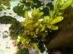 Sargassum incisifolium
