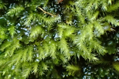 Amblystegium
