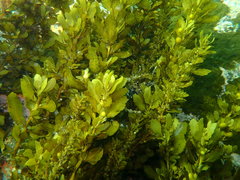 Sargassum incisifolium