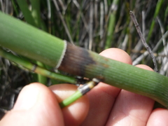 Equisetum myriochaetum