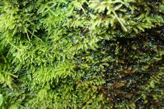 Amblystegium
