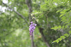 Wisteria frutescens