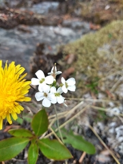 Draba lactea