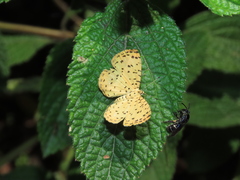 Argyrogrammana stilbe holosticta