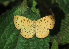 Argyrogrammana stilbe holosticta