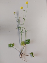 Ranunculus bulbosus