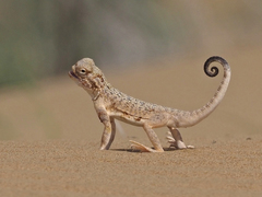 Phrynocephalus mystaceus