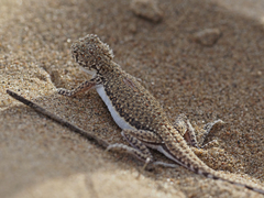 Phrynocephalus interscapularis