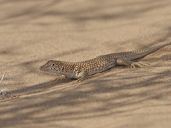 Eremias grammica