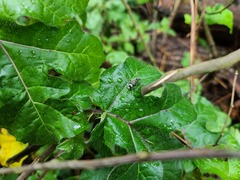 Chlorophorus macaumensis