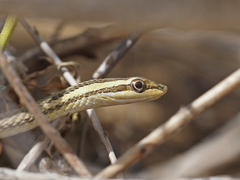 Psammophis lineolatus