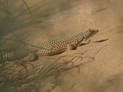 Eremias grammica