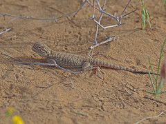 Phrynocephalus mystaceus