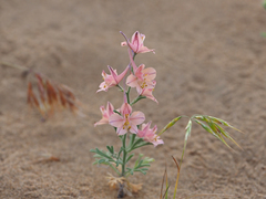 Angiospermae