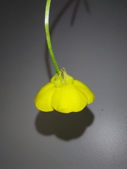 Ranunculus bulbosus