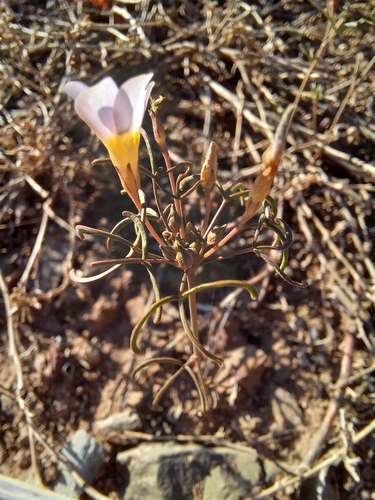 Image of Oxalis burkei by (c) Danie Palm, some rights reserved (CC BY)