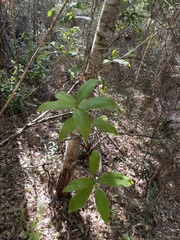 Quercus laurifolia