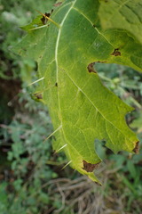 Solanum aculeatissimum