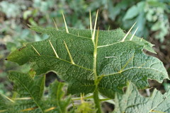 Solanum aculeatissimum