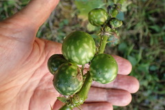 Solanum aculeatissimum