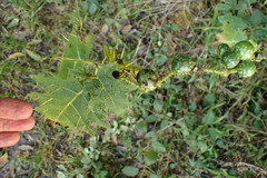 Solanum aculeatissimum