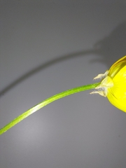 Ranunculus bulbosus