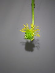Ranunculus bulbosus