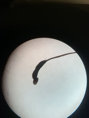 Hypnum fauriei