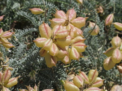 Astragalus nuttallii