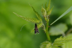 Adela septentrionella