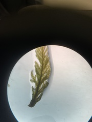 Hypnum fauriei