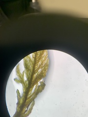 Hypnum fauriei