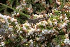 Eyprepocnemis plorans