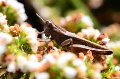 Eyprepocnemis plorans