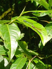 Argia fissa