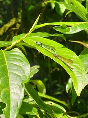 Argia fissa