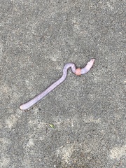 Lumbricus terrestris