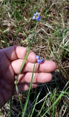 Sisyrinchium biforme