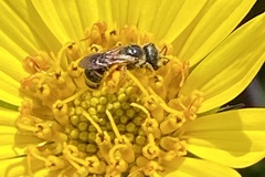 Halictus poeyi