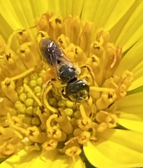 Halictus poeyi