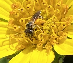 Halictus poeyi