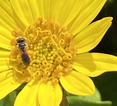 Halictus poeyi