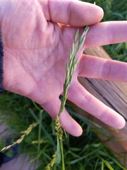 Lolium rigidum