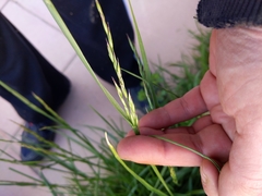 Lolium rigidum