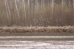 Tringa nebularia