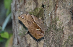 Eryphanis automedon amphimedon