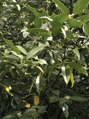 Magnoliopsida