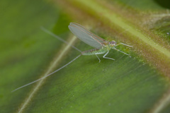 Cloeon bengalense