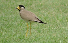 Vanellus malabaricus