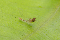 Cloeon bengalense